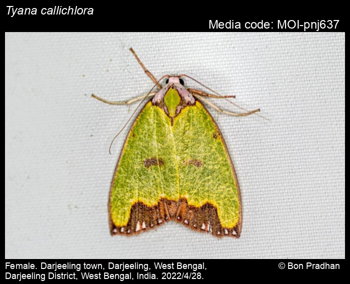 tyana-callichlora-walker-1866-moths